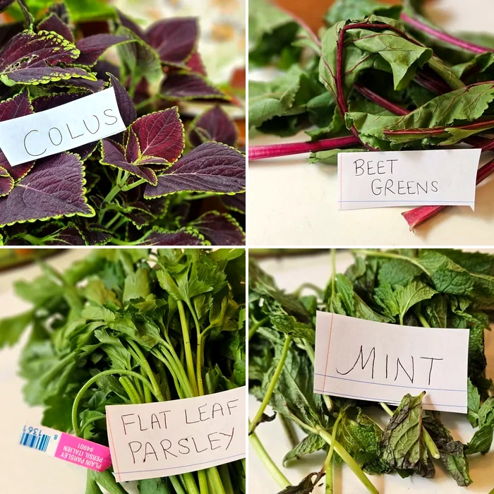 Bonus 2: labeled bundles of coleus, beet greens, flat leaf parsley, and mint ready for printing